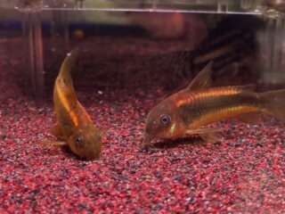 #corydoras #corydorasilluminatusgold #aquarium #アクアリウム #アクアリウムのある暮らし #アクアリウムのある生活 #コリドラス #コリドラスイルミネータスゴールド