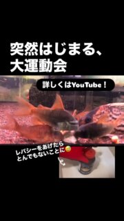 久しぶりにYouTube更新しました🆙
👇お時間ある方、ぜひ観てください👇
https://youtu.be/xpQvTAF6IdA?si=n5vuwKIGyZXYvmD4
#corydoras #aquarium #アクアリウム #アクアリウムのある暮らし #アクアリウムのある生活 #コリドラス