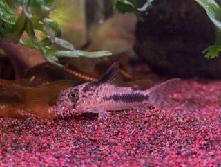 #corydoras #corydorassipaliwini #aquarium #アクアリウム #アクアリウムのある暮らし #アクアリウムのある生活 #コリドラス #コリドラスシパリウィニ