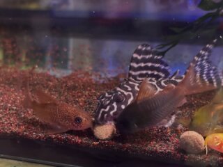 #corydoras #corydoraspolystictus #corydorasconcolor #aquarium #アクアリウム #アクアリウムのある暮らし #アクアリウムのある生活 #コリドラス #コリドラスポリスティクタス #コリドラスコンコロール #キンペコ #キングロイヤルペコルティア