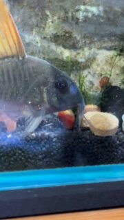 #corydoras #corydorasconcolor #aquarium #アクアリウム #アクアリウムのある暮らし #アクアリウムのある生活 #コリドラス #コリドラスコンコロール #ハニードワーフグラミー #グラミー