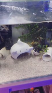 #corydoras #corydorassychri #aquarium #アクアリウム #アクアリウムのある暮らし #アクアリウムのある生活 #コリドラス #コリドラスシクリ #おばけシェルター