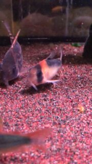 #corydoras #corydorassupereques #aquarium #アクアリウム #アクアリウムのある暮らし #アクアリウムのある生活 #コリドラス #コリドラススーパーエクエス #feedingtime #エサやり