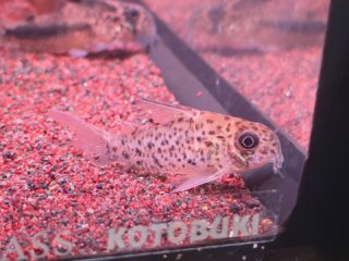 #corydoras #corydorasloretoensis #aquarium #アクアリウム #アクアリウムのある暮らし #アクアリウムのある生活 #コリドラス #コリドラスロレトエンシス