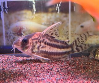 #corydoras #corydorassuperschwartzi #aquarium #アクアリウム #アクアリウムのある暮らし #アクアリウムのある生活 #コリドラス #コリドラススーパーシュワルツィ