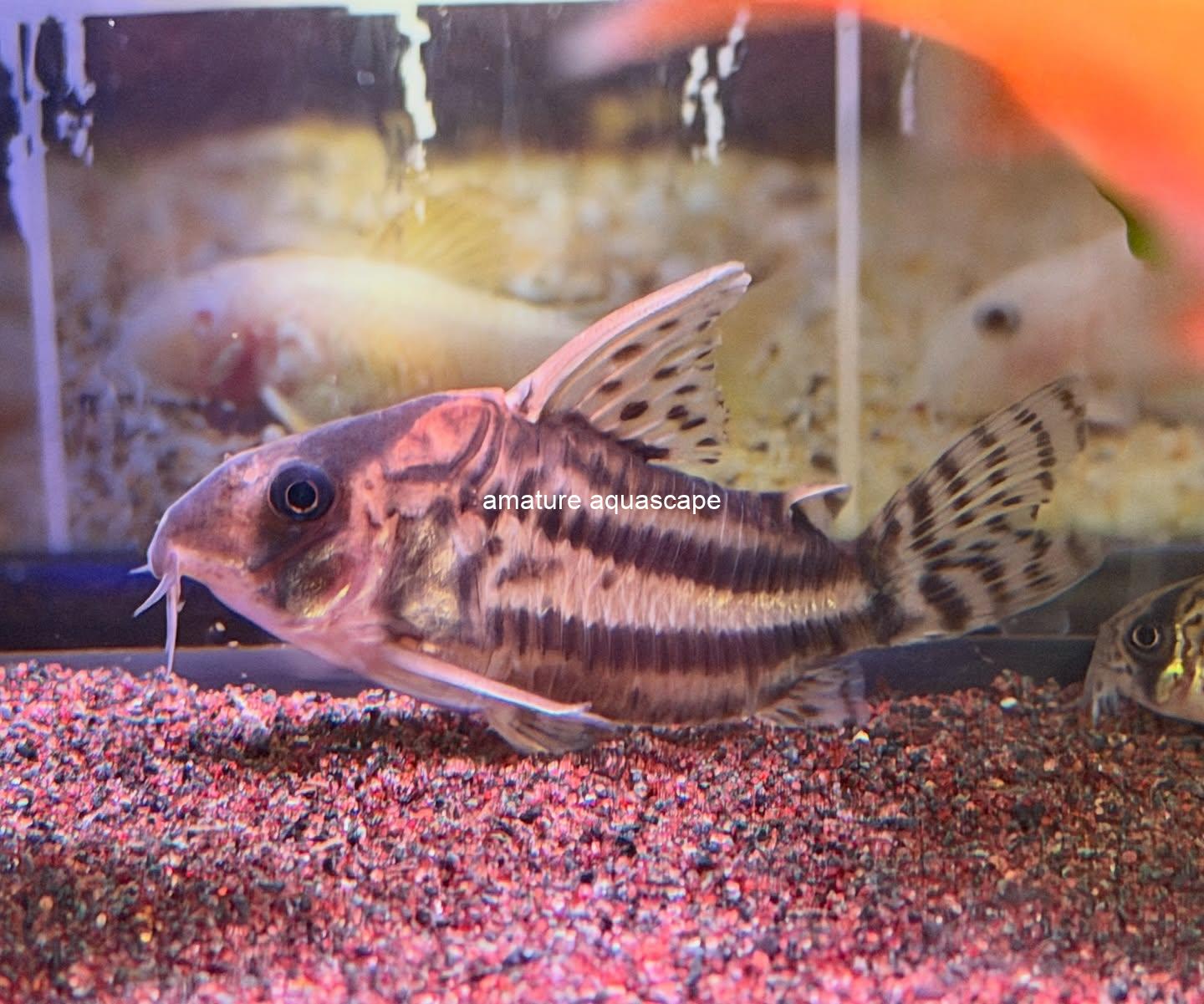 #corydoras #corydorassuperschwartzi #aquarium #アクアリウム #アクアリウムのある暮らし #アクアリウムのある生活 #コリドラス #コリドラススーパーシュワルツィ