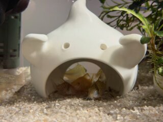 #corydoras #corydorassychri #corydorasatropersonatus #aquarium #アクアリウム #アクアリウムのある暮らし #アクアリウムのある生活 #コリドラス #コリドラスシクリ #コリドラスアトロペルソナータス