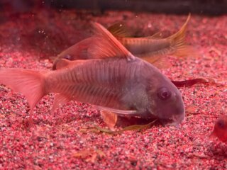 #corydoras #aquarium #corydorasconcolor #コリドラスコンコロール