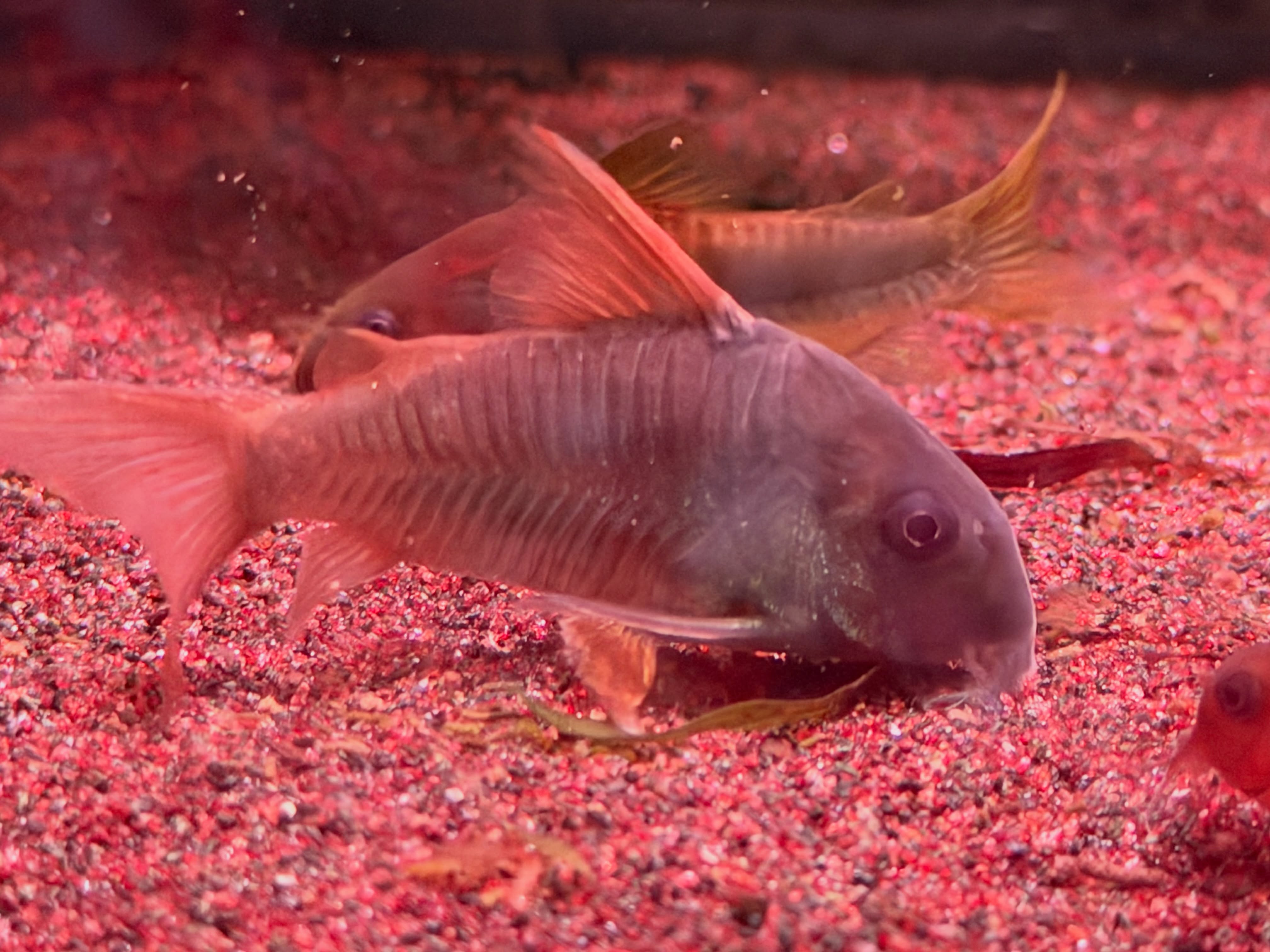 #corydoras #aquarium #corydorasconcolor #コリドラスコンコロール