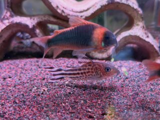 #corydoras #aquarium #コリドラス #コリドラススーパーエクエス #コリドラスロビネアエ