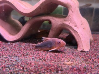 #corydoras #aquarium #コリドラスゴッセイ #corydorasgossei