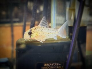 #corydoras #aquarium #コリドラス #コリドラスアトロペルソナータス