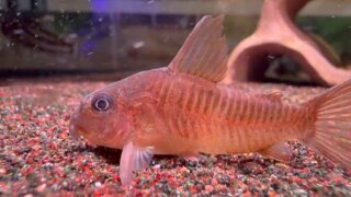 #corydoras #aquarium #コリドラス #コリドラスポリスティクタス #コリドラスゴッセイ